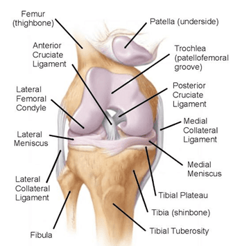 Labelled diagram of the anatomy of a human knee